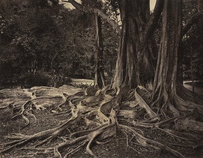 ゴムの木、アッサム、インド (Ficus Elastica) 作： Charles T. Scowen
