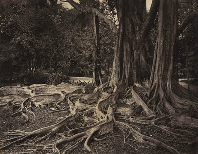 ゴムの木、アッサム、インド Ficus Elastica、1880 年代。 作： Charles T. Scowen