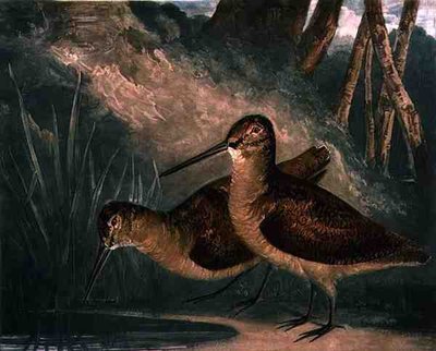ウッドコック、「British Feather Game」の第4版、画家による彫刻、R. Ackermannによる出版、1810年頃（メゾチント彫刻） 作： Charles Turner