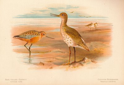 Bar-Tailed Godwit Limosa rufa、Common Redshank Totanus、1900、1900 作： Charles Whymper