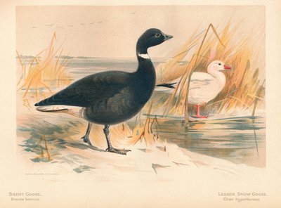 ブレントグースBranta bernicla、レッサースノーグースチェンハイパーボレウス、1900年、1900年 作： Charles Whymper