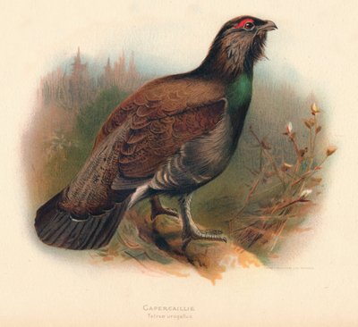 Capercaillie Tetrao urogallus、1900年、1900年 作： Charles Whymper