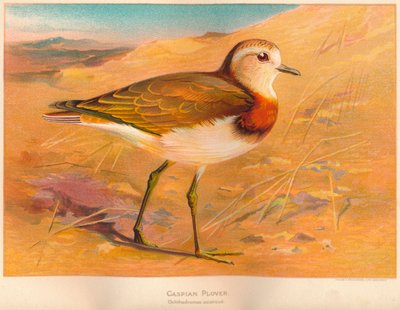カスピ海の千鳥Ochthodromus asiaticus、1900年、1900年 作： Charles Whymper
