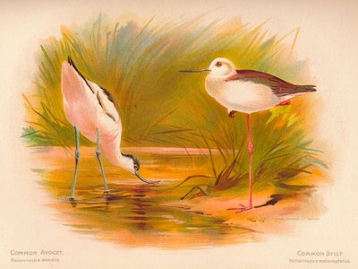 Common Avocet Recurvirostra avocetta、Common Stilt Himantopus melanopterus、1900、1900 作： Charles Whymper