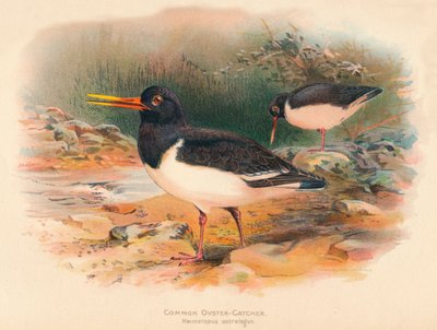 一般的なオイスターキャッチャーHaematopus ostralegus、1900年、1900年 作： Charles Whymper