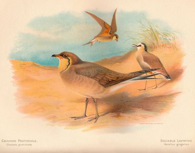 Pratincola common Glareola pratincola、Sociable Lapwing Vanellus、1900年、1900年 作： Charles Whymper