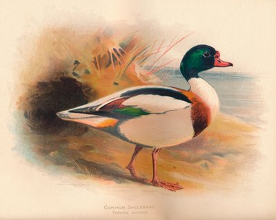一般的なSheldrake Tadorna cornuta、1900年、1900年 作： Charles Whymper
