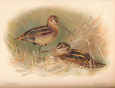 一般的なスナイプGallinago scolopacina、ジャックスナイプLimnocryptes gallinula、1900年、1900年 作： Charles Whymper