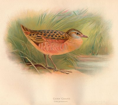 Corn Crake Crex pratensis、1900、1900 作： Charles Whymper