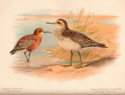 Curlew Sandpiper Tringa subarquata、Siberian Pectoral Sandpiper Heteropygia acuminata、1900、 作： Charles Whymper