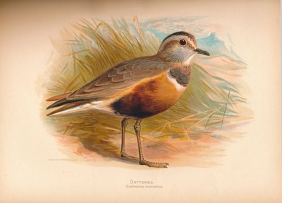 Dotterel E Importantias morinellus、1900年、1900年 作： Charles Whymper