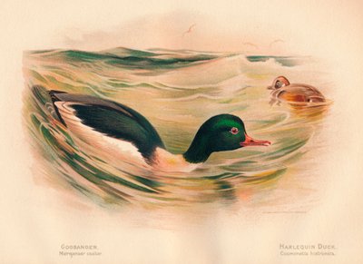 Goosander Merganserキャスター、Harlequin Duck Cosmonetta histrionica、1900年、1900年 作： Charles Whymper