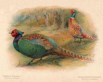 日本のキジPhasaianus versicolor、リングネックのキジPhasaianus torquatus、1900年、190年 作： Charles Whymper