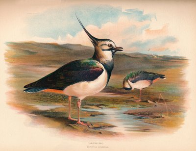 Lapwing Vanellus cristacus、1900年、1900年 作： Charles Whymper