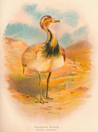 Macqueens Bustard Houbara macqueeni、1900、1900 作： Charles Whymper
