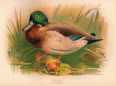 マガモアナスボシャ、1900年、1900年 作： Charles Whymper