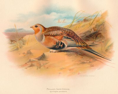 Pallass Sand-Grouse Syrrhaptes paradoxus、1900年、1900年 作： Charles Whymper