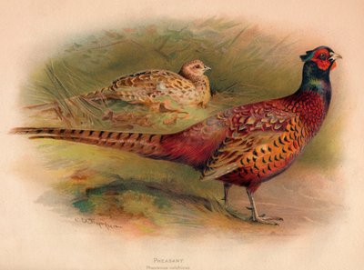 キジ、Phasianus colchicus、1900、1900 作： Charles Whymper