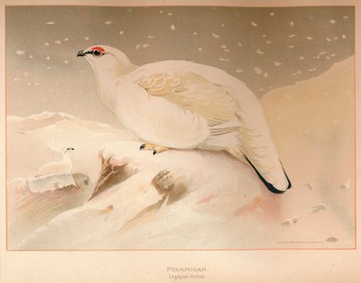 ターミガンラゴプススピーチレス、1900年、1900年 作： Charles Whymper