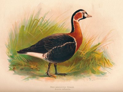Red-Breasted Goose Branta ruficollis、1900年、1900年 作： Charles Whymper