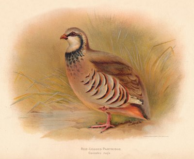 アカアシイワシャコCaccabus rufa、1900年、1900年 作： Charles Whymper