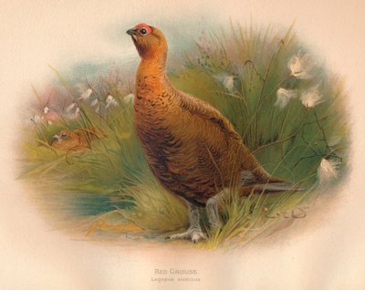 アカライチョウLagopus scoticus、1900年、1900年 作： Charles Whymper