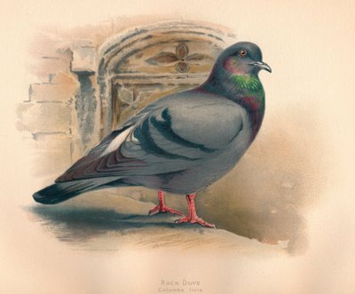 Rock Dove Columba livia、c1900、1900 作： Charles Whymper
