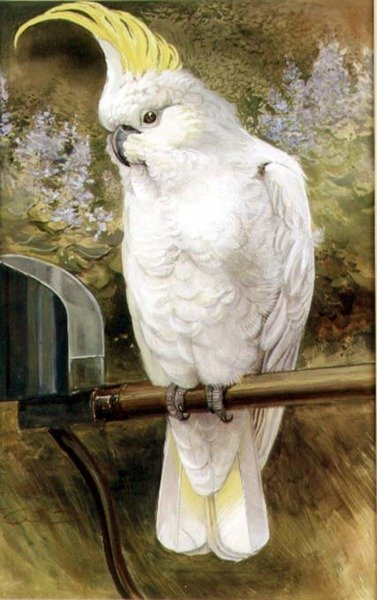 サルファークレステッド・コカトゥー（Sulphur Crested Cockatoo 作： Charles Whymper