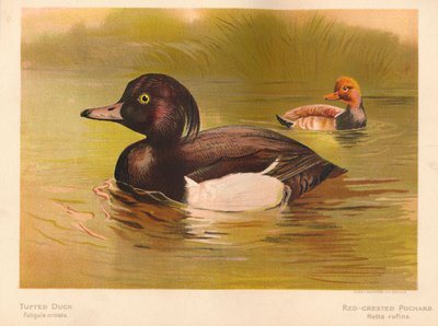 キンクロハジロフリガタクリスタタ、アカハシシギネッタルフィナ、1900年、1900年 作： Charles Whymper