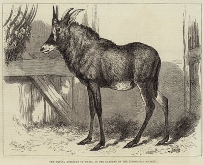 動物学園の庭園にあるヌビアのアンテロープ 作： Charles William Carter