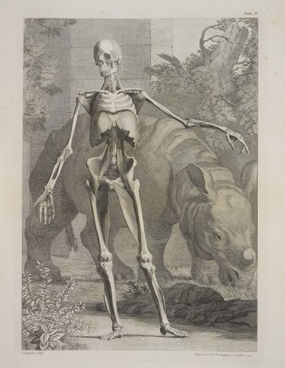 Skeleton and Rhinoceros, Tables of the Skeleton and Muscles of the Human Body, by Bernhard Siegfried Albinus 作： Charles the Elder Grignion
