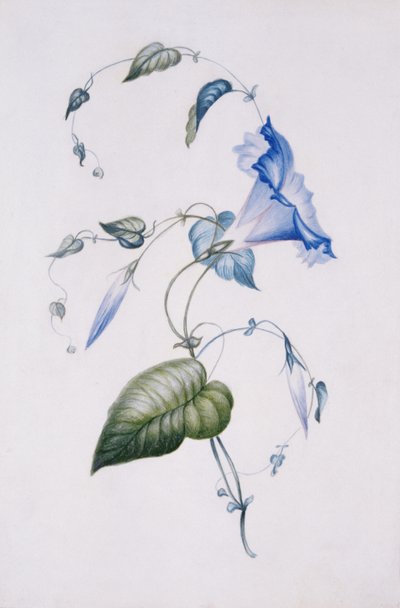 青のヒルガオ、1832年（紙にトイレ） 作： Charlotte Bronte