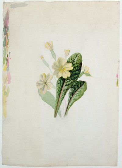 月見草の研究、1830年頃（紙にWC） 作： Charlotte Bronte