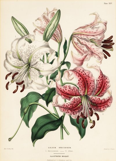 日本のユリ品種、リリウム スペシオセウム 作： Charlotte Caroline Sowerby