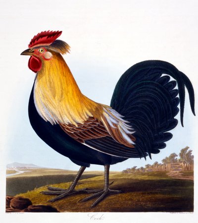 コック（Phasianus）、ロバートハヴェルJr（1793-1878）、1835によって刻まれました 作： Charlotte L. E. Perrott