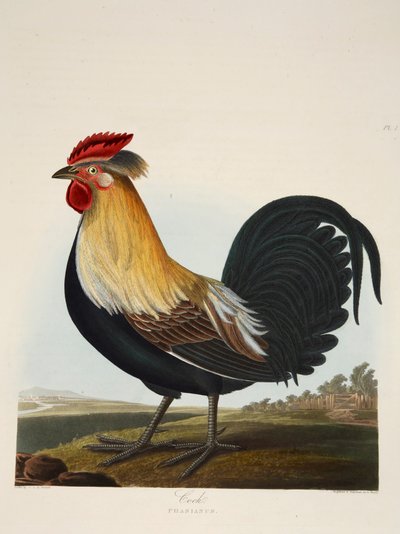 コック、ファシアヌス、パブ。 1835年手彩色彫刻. 作： Charlotte Lousia Emily Perrott