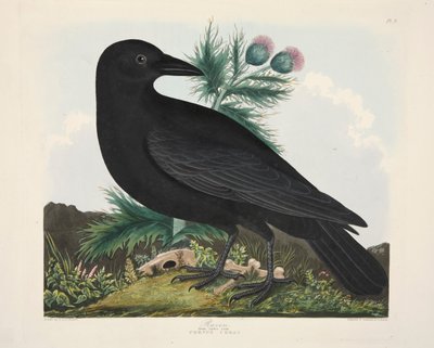 レイヴン、カラス コライ、パブ。 1835年手彩色彫刻. 作： Charlotte Lousia Emily Perrott