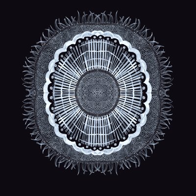 Plant Cell 0.2, 2019 (ペンとインク) 作： Charlotte Orr