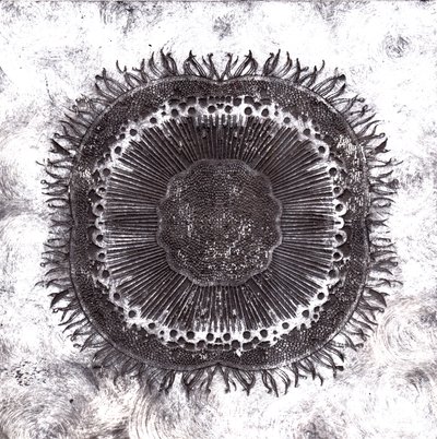 植物細胞、2019年（ドライポイントエッチング） 作： Charlotte Orr