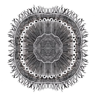 植物細胞、2019年（ペンとインク） 作： Charlotte Orr