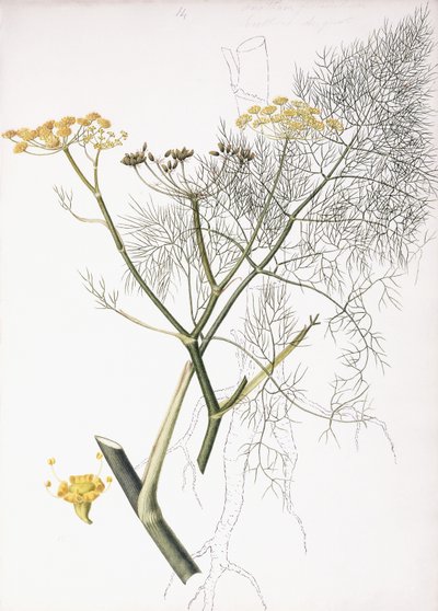 植物学、1822-1845 作： Charlotte Strickland