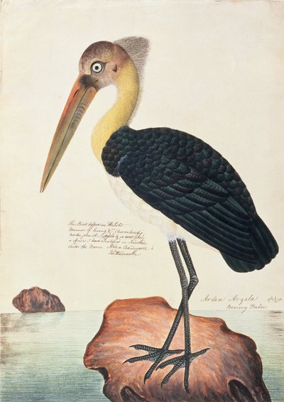 アルデアアルガラ、マラッカの鳥の絵、1805-18年頃（紙にトイレ） 作： Chinese School