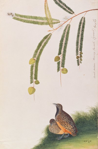 ムラサキからの鳥の絵、1805-18年頃の縞模様のボタンウズラ（紙にトイレ） 作： Chinese School