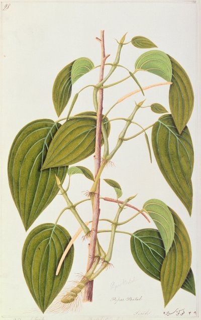 キンマの葉、マラッカの薬用植物の55枚の絵から、第1巻、1805-18年（紙のトイレ） 作： Chinese School