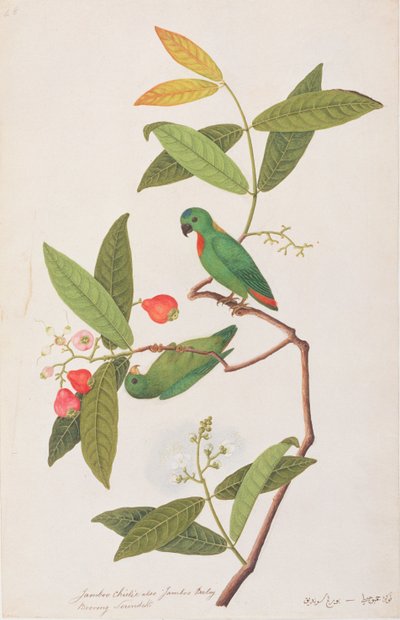 マラッカの鳥の絵、1805-18年頃の青い戴冠吊りオウム、（紙にトイレ） 作： Chinese School