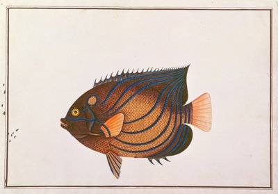 マラッカの魚の絵からのブルーリングのエンゼルフィッシュ、c.1805-18（紙にトイレ） 作： Chinese School