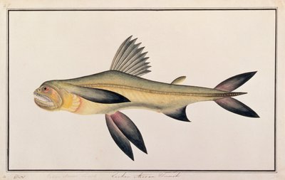 ボンベイダック、マラッカの魚の絵、1805-18年頃（紙にトイレ） 作： Chinese School
