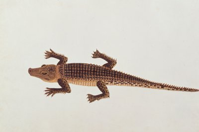 マラッカの動物、昆虫、爬虫類の絵からのブーアイアリゲーター、1805-18年頃（紙とトイレとガッシュ） 作： Chinese School