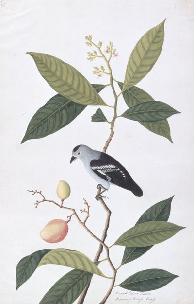 ブーカナワハワ、マラッカの鳥の絵、1805-18年頃（紙にwc） 作： Chinese School