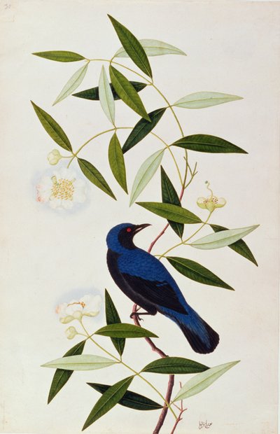 Boorah Farleeh、マラッカの鳥の絵、1805-18年頃（紙にトイレ） 作： Chinese School